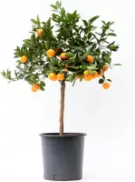 Kamerplant van Botanicly – Citrus Calamondin – Hoogte: 80 cm