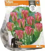 Plantenwinkel Tulipa Viridiflora Groenland tulpen bloembollen per 5 stuks