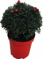 Ilex crenata Stokes X-mas ↨ 45cm - hoge kwaliteit planten