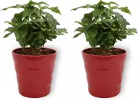 2x Kamerplant Coffea Arabica – Koffieplant - ± 25cm hoog – 12 cm diameter - in rode pot