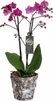 Orchidee van Botanicly – Vlinder orchidee in houten pot als set – Hoogte: 45 cm, 2 takken, roze bloemen – Phalaenopsis Cosy Candy