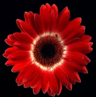 Tuinposter - Bloem - Gerbera in rood / wit / zwart - 80 x 80 cm