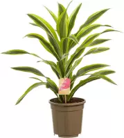 Hellogreen Kamerplant - Dracaena Drakenbloedboom Lemon Lime (Kopstek) - ↕ 70 cm