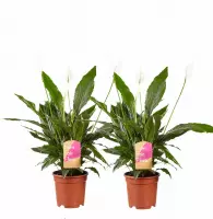 Hellogreen Kamerplanten - Set van 2 - Lepelplant Spathiphyllum Vivaldi - ↕ 70 cm