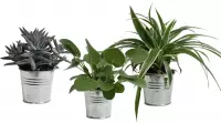 Mini Green | Trio Eden Collection ® in zomers zink (natural) ↨ 15cm - 3 stuks - hoge kwaliteit planten
