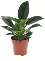 Kamerplant van Botanicly – Philodendron scandens – Hoogte: 30 cm