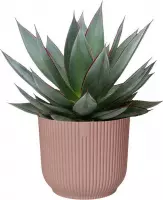 Kamerplant van Botanicly – Agave Shaka Zulu in roze ELHO plastic pot als set – Hoogte: 20 cm