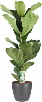 Kamerplant van Botanicly – Vioolplant  incl. sierpot antraciet als set – Hoogte: 65 cm – Ficus Lyrata