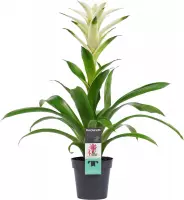 Bloem van Botanicly – Guzmania – Hoogte: 60 cm – Guzmania Mara