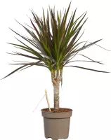 Dracaena Margenta ↨ 45cm - planten - binnenplanten - buitenplanten - tuinplanten - potplanten - hangplanten - plantenbak - bomen - plantenspuit