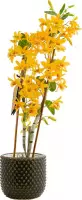 Orchidee van Botanicly – Bamboe Orchidee in donkergroen keramiek pot als set – Hoogte: 50 cm, 3 takken – Dendrobium nobile Firebird
