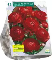 Baltus Ranunculus Rood Ranonkel bloembollen per 15 stuks