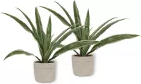 2x Kamerplant Dracaena Warnecki - ± 20cm hoog – 12cm diameter - in grijze sierzak