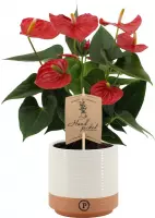 Kamerplant van Botanicly – Flamingoplant in twee toon keramiek pot als set – Hoogte: 36 cm – Anthurium Esudo