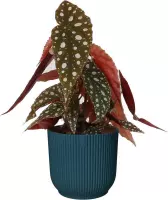 Hellogreen Kamerplant - Stippenplant Begonia Maculata - 25 cm - Vibes Fold Rond Diepblauw