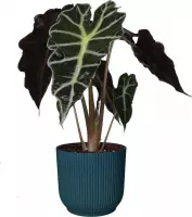 Kamerplant van Botanicly – Olifantsoor in blauw ELHO plastic pot als set – Hoogte: 35 cm – Alocasia Sanderiana Polly