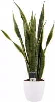 Mama's Planten -   Sansevieria Laurentii Met Elho Brussels White - Vers Van De Kweker - ↨ 60cm - ⌀ 19cm