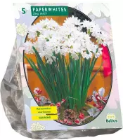 Plantenwinkel Narcissus Paperwhite Ziva narcissen bloembollen per 5 stuks