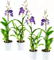 Orchideeën van Botanicly – 4 × Dendrobium Sa-Nook – Hoogte: 55 cm, 1 tak