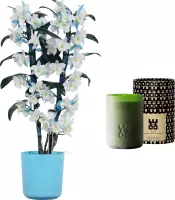 Set Bamboo orchid ‘make-upz blue’ en geurkaars Lucky Candle Green ↨ 55cm - planten - binnenplanten - buitenplanten - tuinplanten - potplanten - hangplanten - plantenbak - bomen - plantenspuit