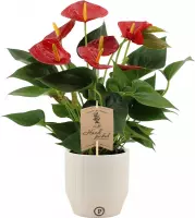 Kamerplant van Botanicly – Flamingoplant in witte keramische pot als set – Hoogte: 36 cm – Anthurium diamond red