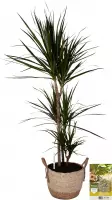 Pokon Powerplanten Drakenbloedboom Marginata 125 cm ↕ - Kamerplanten - in Pot (Zeegras Mand) - Dracaena - met Plantenvoeding / Vochtmeter