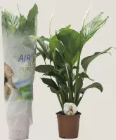 Kamerplant van Botanicly – Lepelplant  – Hoogte: 75 cm – Spathiphyllum Sweet Lauretta