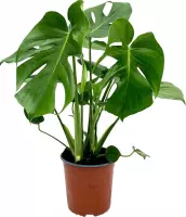 Monstera deliciosa - Gatenplant - Luchtzuiverende kamperlant  - ↑ 55-65 cm - Ø 17 cm