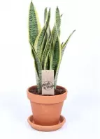Hellogreen Kamerplant - Sanseveria Laurentii terracotta met schotel