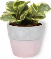 Kamerplant Peperomia obtusifolia Vaiegata – Krokodillentranen - ± 20cm hoog – 12 cm diameter - in roze betonnen pot