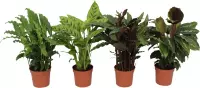 4x Calathea mix - Vrolijke kamerplanten - Set van 4 luchtzuiverende kamerplanten - ↑ 35-40 cm - Pot Ø12cm