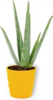Aloe Vera Kamerplant - ± 30cm hoog - 12cm diameter - in gele pot