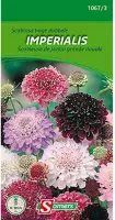 Somers zaden - Scabiosa hoge dubbele - Imperialis