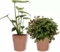 Set van 2 Kamerplanten - Callisia Turtle & Monstera Deliciosa - ±  30cm hoog - 12cm diameter - in koper kleurige pot