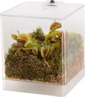 vdvelde.com - Mini Terrarium met LED lamp - Vleesetende plant - 1 Venus Vliegenvanger + Handige Watermeter - L12xB12xH15 cm