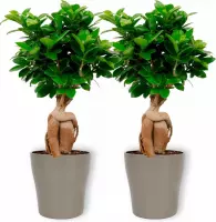 2x Kamerplant Ficus Ginseng - Bonsai - ± 30cm hoog - 12cm diameter - in zilverkleurige pot