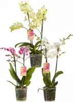 Orchideeën van Botanicly – 3 × Vlinder orchidee verschillende kleuren – Hoogte: 50 cm, 2 takken, witte bloemen – Phalaenopsis multiflora