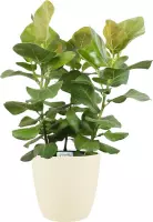 Ficus benghalensis Sunshine in ELHO sierpot (soap) ↨ 100cm - hoge kwaliteit planten