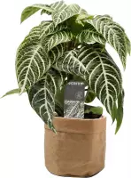 Bloem van Botanicly – Aphelandra squarrosa met een bruine paper-look pot als set – Hoogte: 30 cm