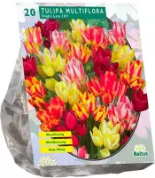 Plantenwinkel  Tulipa Multiflora tulpen bloembollen per 20 stuks