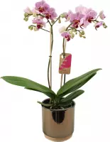 Orchidee van Botanicly – Vlinder orchidee in gouden keramiek pot 'Julia' als set – Hoogte: 50 cm, 2 takken – Phalaenopsis Multiflora Sweet Red Lip