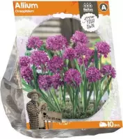 Plantenwinkel Allium Oreophilum bloembollen per 10 stuks