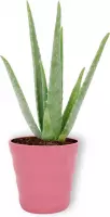 Kamerplant Aloë Vera - ↕ ± 30cm - Ø  12cm - in roze pot