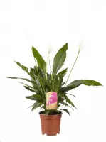 Hellogreen Kamerplant - Lepelplant Spathiphyllum Vivaldi - ↕ 70 cm