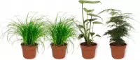 Set van 4 Kamerplanten - 2x Cyperus Zumula & 1x Asparagus Plumosus & 1x Monstera Deliciosa 12cm - ± 25cm hoog - 12cm diameter