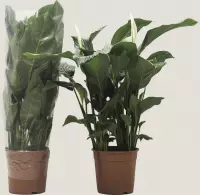Kamerplant van Botanicly – Lepelplant  – Hoogte: 101 cm – Spathiphyllum Sweet Silvana