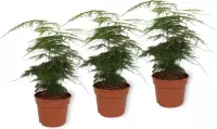 Set van 3 Kamerplanten - Asparagus Plumosus - ± 25cm hoog - 12cm diameter