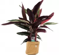 Kamerplant van Botanicly – Marantaceae met een kurk pot als set – Hoogte: 85 cm – Calathea Stromanthe Triostar