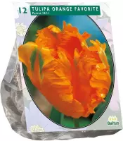 Plantenwinkel Tulipa Orange Favourite Parkiet tulpen bloembollen per 12 stuks
