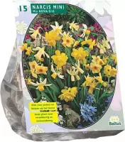 Plantenwinkel Narcis Mini Mix bloembollen per 15 per stuks